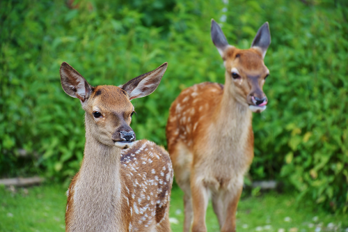 two young deer